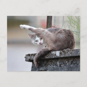 Carte Postale Photo cat, animal de compagnie, animaux .