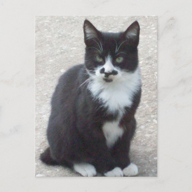 Carte postale Photo Chat Noir Et Blanc (Devant)