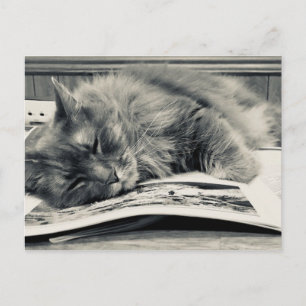 Carte postale photo "Chat on a Book"