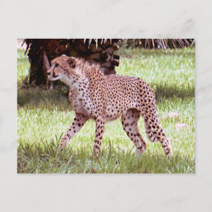 Carte postale photo Cheetah