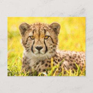 Carte postale photo Cheetah