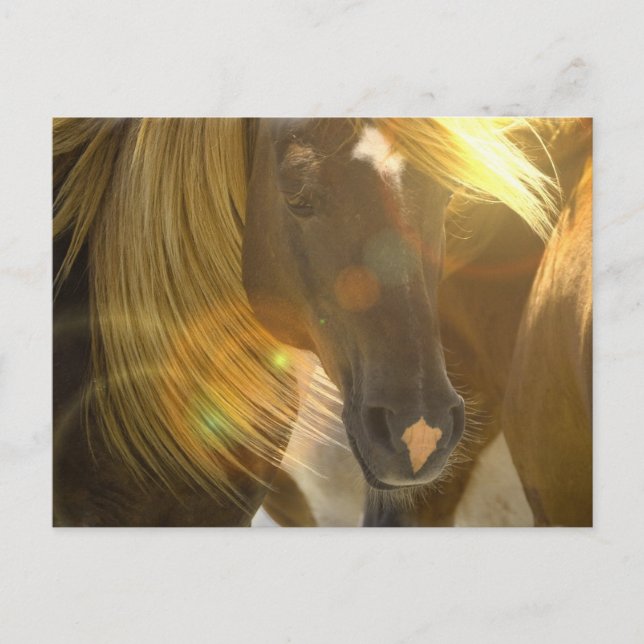 Carte postale photo Cheval sauvage (Devant)