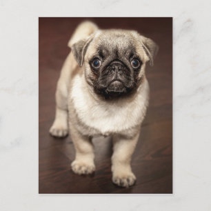 Carte Postale Photo Chiot Carlin mignon