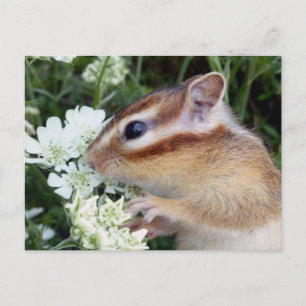 Carte Postale Photo Chipmunk (30-19)
