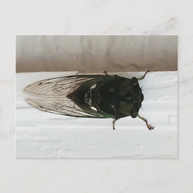Carte Postale Photo Cicada (Devant)