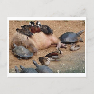 Carte postale photo classique