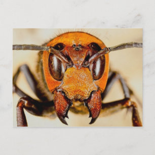 Carte postale photo classique