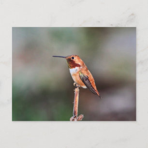 Carte Postale Photo Colibri