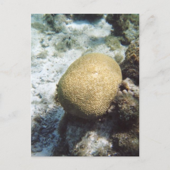 Carte postale Photo Corail Cerveau (Devant)