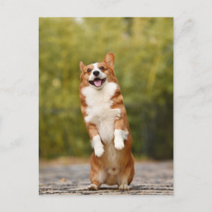 Carte postale Photo Corgi souriante