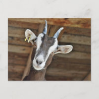 Photo Cute Brown et White Goat