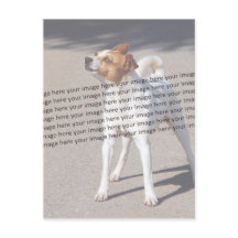 Photo d'animaux de compagnie ✨ Joli sur mesure