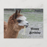 Photo d'anniversaire d'alpaca mangeant du foin