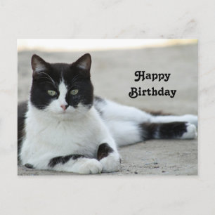 Carte Postale Photo d'anniversaire de chat noir et blanc Tuxedo