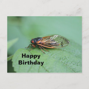 Carte Postale Photo d'anniversaire de la cigale