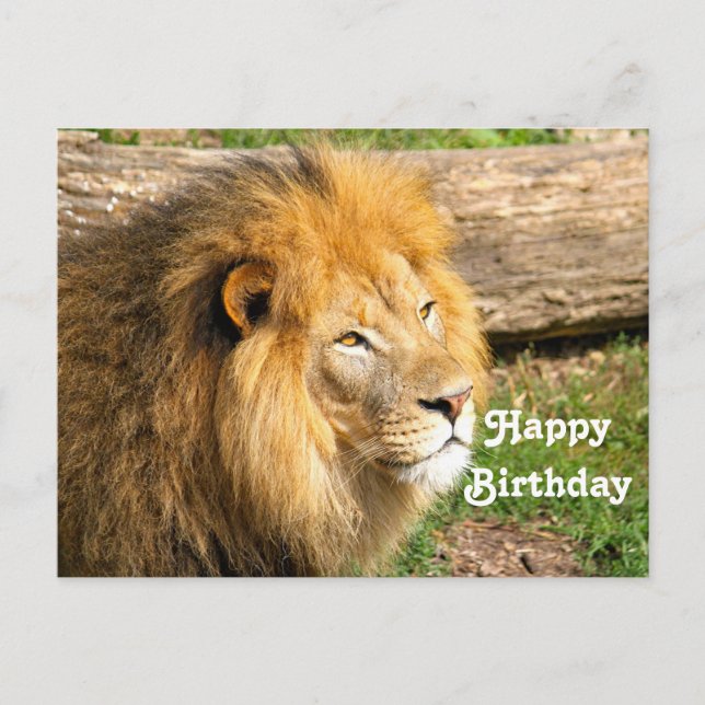 Carte Postale Photo d'anniversaire de Lion Africain faune (Devant)