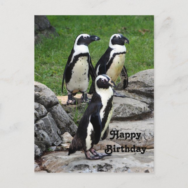 Carte Postale Photo d'anniversaire de Manchot africain sauvage (Devant)
