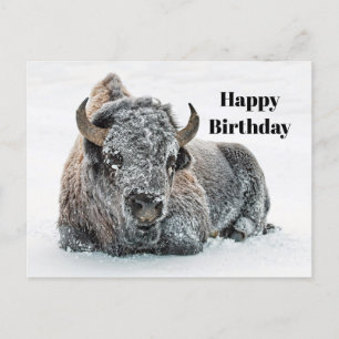 Carte Postale Photo d'anniversaire de neige de buffle faunique