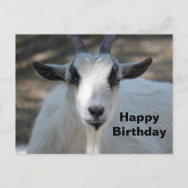 Carte Postale Photo d'anniversaire de portrait de chèvre blanche