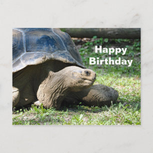 Carte Postale Photo d'anniversaire de tortue faunique