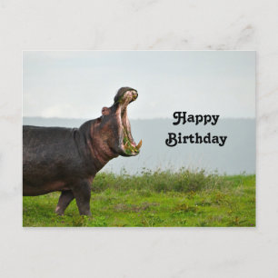 Carte Postale Photo d'anniversaire Hippopotame Faune
