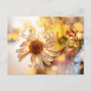 Carte Postale Photo d'art fin de marguerite rêveuse