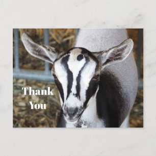 Carte Postale Photo de Bébé Chèvre Mignon Merci