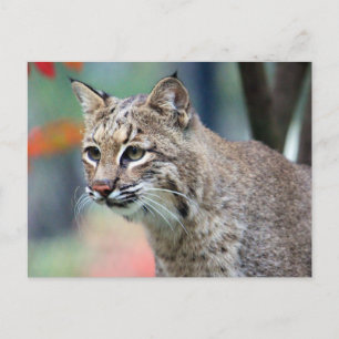 Carte Postale Photo de Bobcat Wildlife