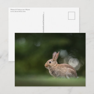 Carte Postale Photo de Bunny Nature