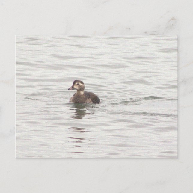 Carte postale photo de canard (Devant)