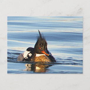 Carte postale photo de canard