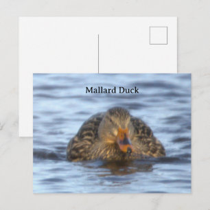 Carte postale photo de canard colvert
