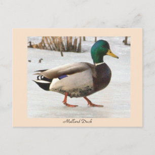 Carte postale photo de canard colvert