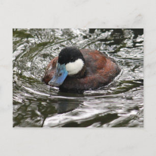 Carte Postale Photo de canard ruddy sauvage merci