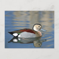 Photo de canard Turquoise à anneau de la faune