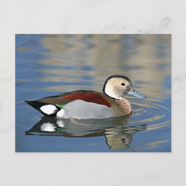 Carte Postale Photo de canard Turquoise à anneau de la faune (Devant)