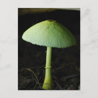 Carte Postale Photo de champignon sauvage