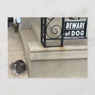 Carte Postale Photo de chat amusant