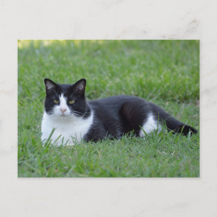 Carte Postale Photo de chat en noir et blanc