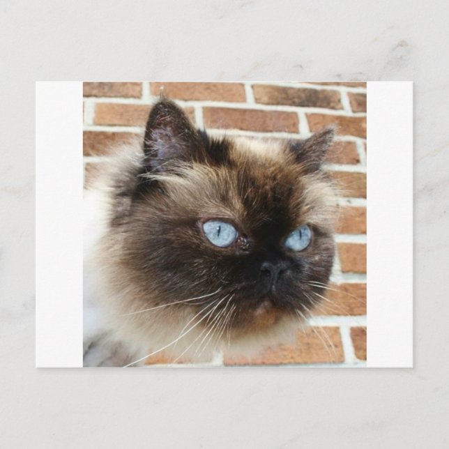 Carte Postale Photo de chat himalayen aux yeux bleus (Devant)