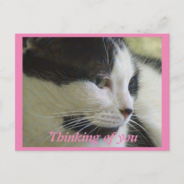 Carte Postale Photo De Chat Noir Blanc Cute En Pensant À Vous (Devant)