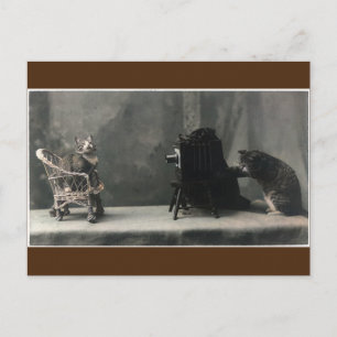 Carte Postale  Photo de chat Retro vintage