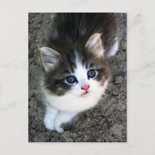 Carte Postale Photo de chat Super Cute Kitten