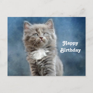 Carte Postale Photo de chaton gris et blanc mignon pour annivers