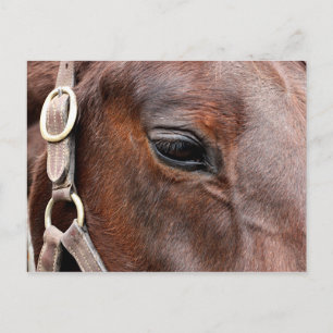 Carte Postale Photo de cheval