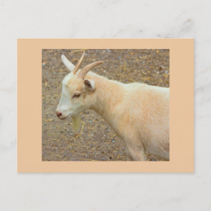 Carte postale photo de chèvre