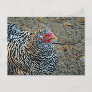 Carte Postale Photo de Chicken Black and White Hen