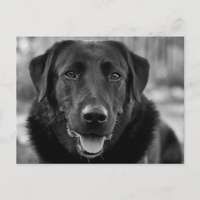 Carte Postale Photo de chien de compagnie Labrador noir (Devant)