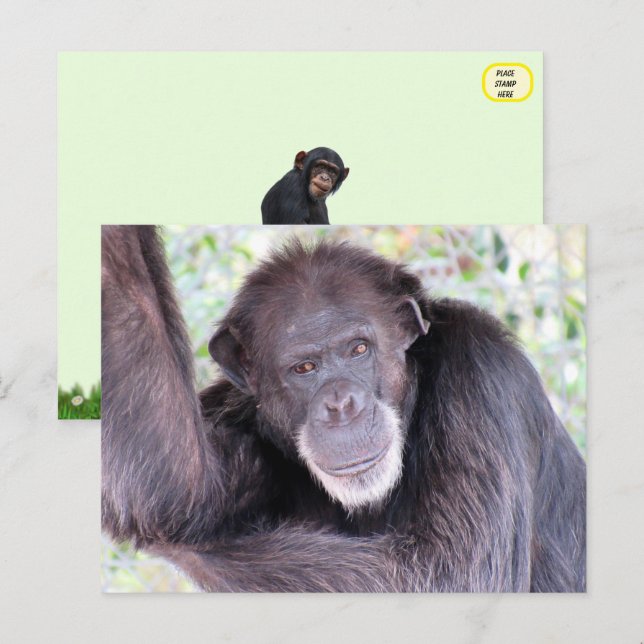 Carte Postale Photo de Chimpanzé (Devant / Derrière)