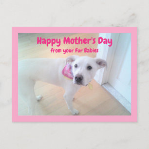 Carte Postale Photo de chiot blanc mignon et doux pour la fête d